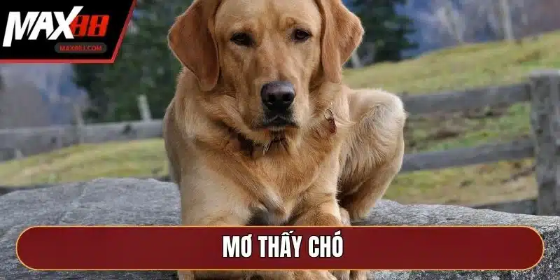 Mơ Thấy Chó