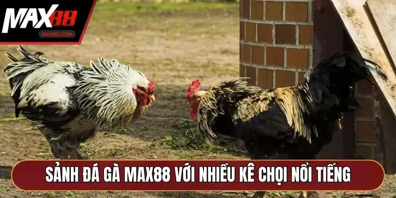 Sảnh đá gà MAX88 với nhiều kê chọi nổi tiếng Sảnh đá gà MAX88 với nhiều kê chọi nổi tiếng